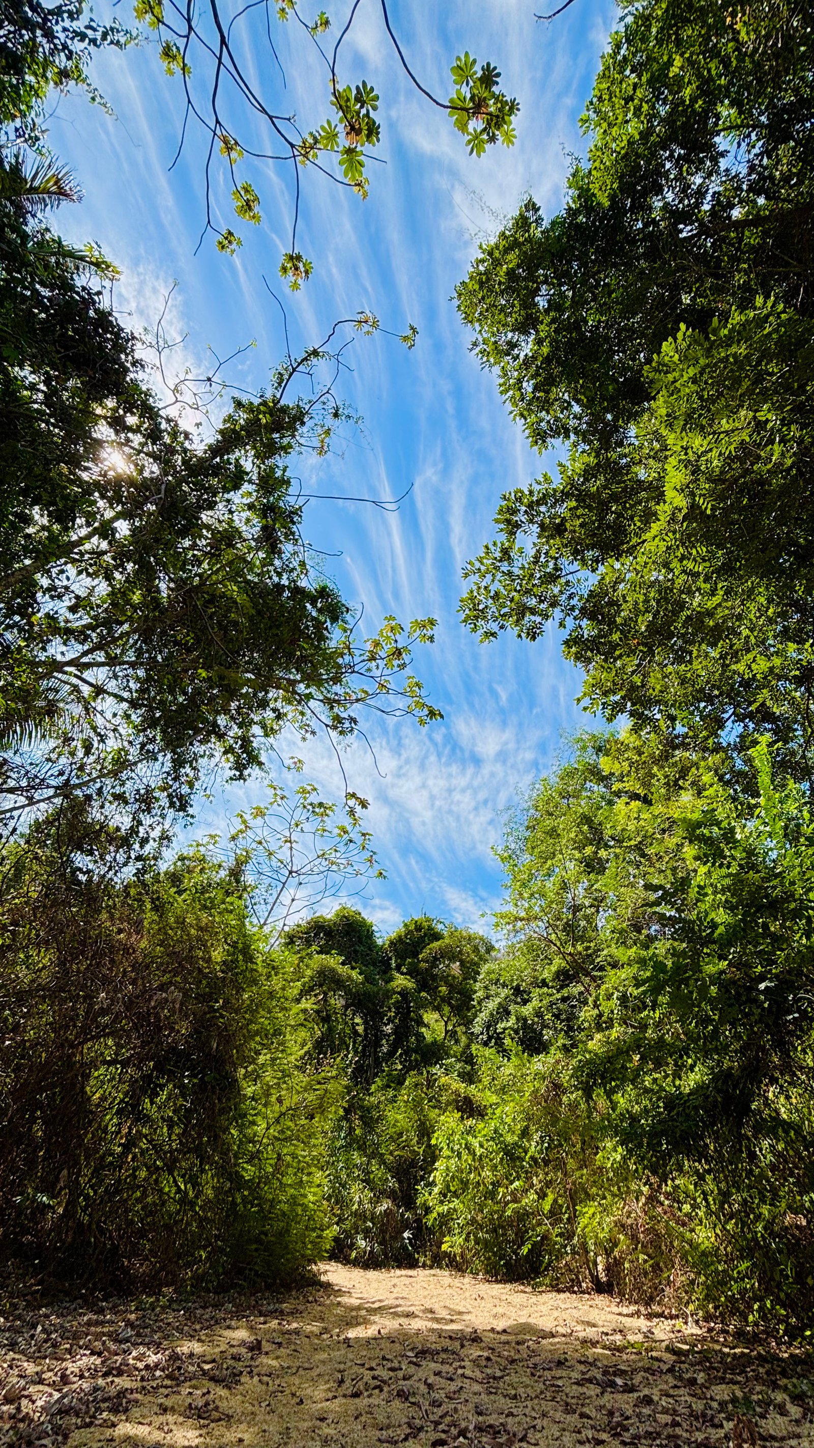 Hidden Selva